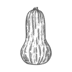 Pumpkin outline sketch in black ink on white background.