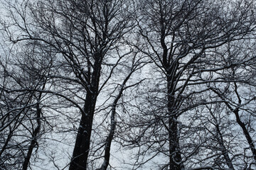 Winter Forest View Looking Up at Snow-Covered Bare Trees Against Pale Blue Sky - Serene Seasonal Nature Landscape with Tall Dark Trunks and Branches