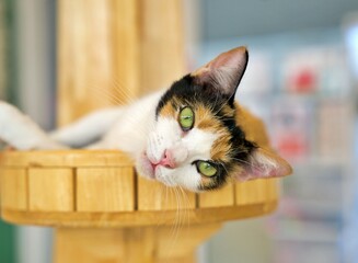 A beautiful calico cat distinguished by its distinctive tri-color coat pattern of black, white and orange patches.
