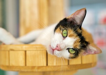 A beautiful calico cat distinguished by its distinctive tri-color coat pattern of black, white and orange patches.