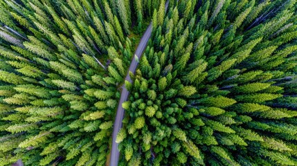 aerial. Aerial view of a serene forest road winding through lush greenery under natural daylight. travel magazines, destination branding, designed for travel destination branding.