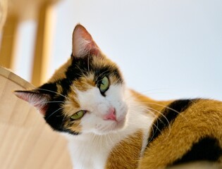 A beautiful calico cat distinguished by its distinctive tri-color coat pattern of black, white and orange patches.