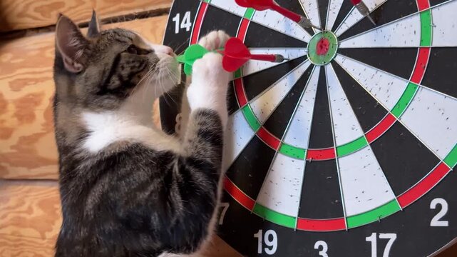 cross-eyed tabby kitten next to darts game