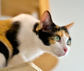 A beautiful calico cat distinguished by its distinctive tri-color coat pattern of black, white and orange patches.