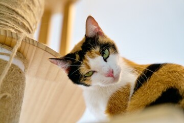 A beautiful calico cat distinguished by its distinctive tri-color coat pattern of black, white and orange patches.