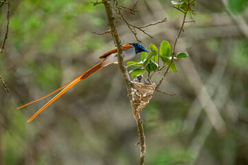This striking image captures an Indian Paradise Flycatcher, a male in rufous morph, perched...