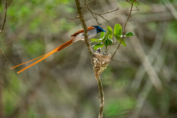 This striking image captures an Indian Paradise Flycatcher, a male in rufous morph, perched...