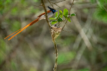 This striking image captures an Indian Paradise Flycatcher, a male in rufous morph, perched...
