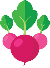 Vector illustration of vibrant radishes with green leafy tops a healthy food graphic