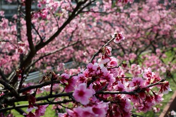 pink cherry blossom