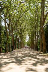 Allée du Château de Chenonceau dans le Val de Loire - France - Europe