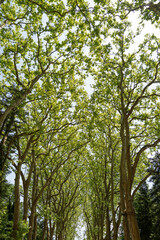 Allée du Château de Chenonceau dans le Val de Loire - France - Europe