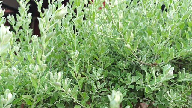  Beautiful Ash bush, Purple sage leaves plant. 