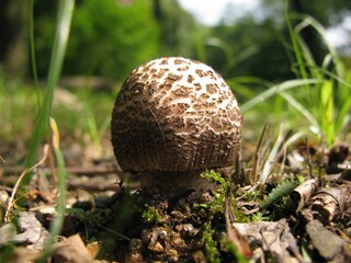 Amanita spissacea, known as Baem-kkeopjil-gwangdae-beoseot, is a poisonous mushroom with grey-brown cap bearing white patches, striate margin, fibrous stem, and membranous ring. Photographed in Korea.