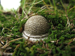 Amanita spissacea, known as Baem-kkeopjil-gwangdae-beoseot, is a poisonous mushroom with grey-brown cap bearing white patches, striate margin, fibrous stem, and membranous ring. Photographed in Korea.