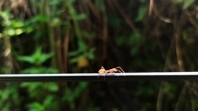 an ant walking on a cable. close up video of an ant