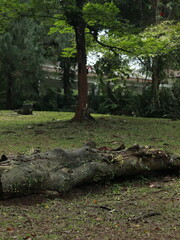 A fresh and beautiful green trees after the rain. Large tree trunks. Forest in the middle of the city after the rain. Bogor Botanical Gardens, Indonesia.