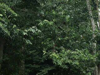 A fresh and beautiful green trees after the rain. Large tree trunks. Forest in the middle of the city after the rain. Bogor Botanical Gardens, Indonesia.