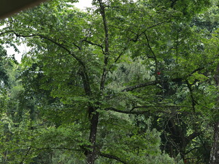 A fresh and beautiful green trees after the rain. Large tree trunks. Forest in the middle of the city after the rain. Bogor Botanical Gardens, Indonesia.