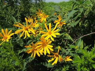 キクイモ（菊芋）の花