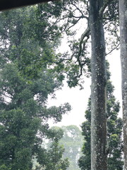 Fototapeta premium A fresh and beautiful green trees after the rain. Large tree trunks. Forest in the middle of the city after the rain. Bogor Botanical Gardens, Indonesia.