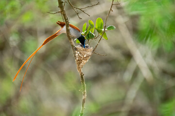 This striking image captures an Indian Paradise Flycatcher, a male in rufous morph, perched...
