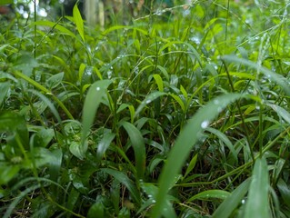 Obraz premium Close-up of Water Droplets on Green Grass After Rain