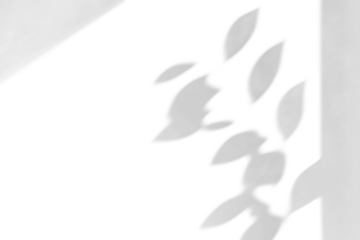 shadow overlay effects of realistic abstract natural tree leaves shadow on wall background,Summer sunlight and shadow overlay effect,abstract branches shadow and leaves shadow