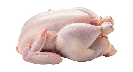 Whole raw chicken isolated on transparent background with trussed legs