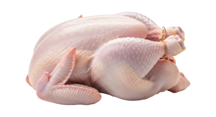 Whole raw chicken isolated on transparent background with trussed legs