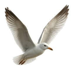 Obraz premium Seagull flying with wings fully extended.