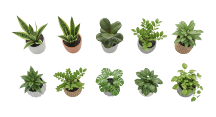 Collection of ten diverse potted green plants on transparent background