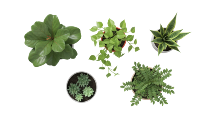 Top view of diverse potted outdoor plants with varied green foliage on transparent background
