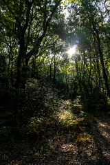 Bright sun rays shining through dense woodland canopy with dappled light on the forest floor
