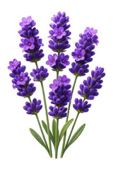 Naklejka premium Blooming lavender flowers in vibrant purple tones.
