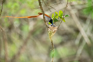 This striking image captures an Indian Paradise Flycatcher, a male in rufous morph, perched...