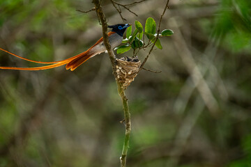 This striking image captures an Indian Paradise Flycatcher, a male in rufous morph, perched attentively near its nest. The long-tailed bird observes tiny chicks nestled within.