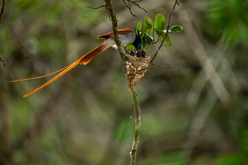 This striking image captures an Indian Paradise Flycatcher, a male in rufous morph, perched attentively near its nest. The long-tailed bird observes tiny chicks nestled within.