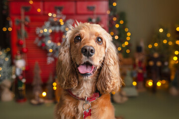 Cute cocker spaniel in a Christmas decor setup smiling. 