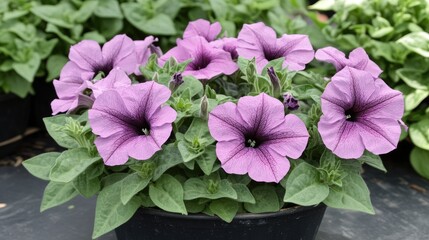 Beautiful Mexican petunia flowers with delicate purple petals, surrounded by fresh green leaves in natural sunlight.