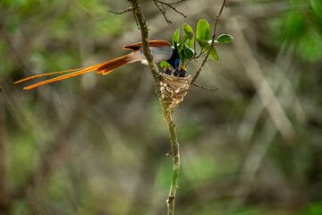This striking image captures an Indian Paradise Flycatcher, a male in rufous morph, perched...