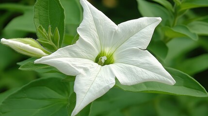 Close-up of a fully bloomed Mexican petunia flower, with a background of soft green leaves.