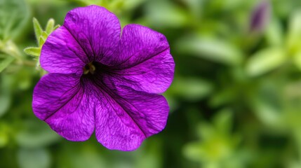 Close-up of a single Mexican petunia bloom with deep purple petals and a bright green nature backdrop.