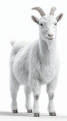 Fototapeta premium A white goat with short horns stands against a plain white background. The goat's fur appears textured.