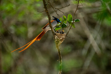 This striking image captures an Indian Paradise Flycatcher, a male in rufous morph, perched attentively near its nest. The long-tailed bird observes tiny chicks nestled within.