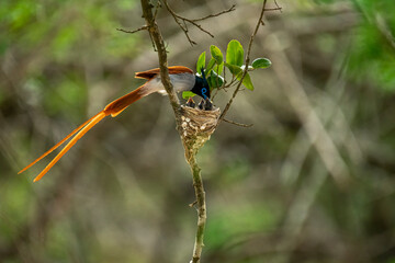 This striking image captures an Indian Paradise Flycatcher, a male in rufous morph, perched...