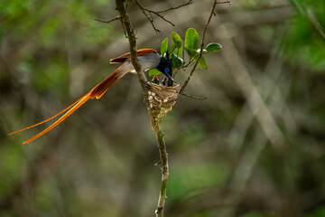This striking image captures an Indian Paradise Flycatcher, a male in rufous morph, perched...