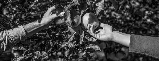 Man giving girl apples from hands to hands in garden. Black and white