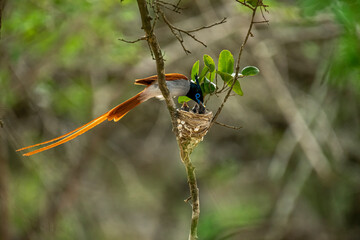 This striking image captures an Indian Paradise Flycatcher, a male in rufous morph, perched...