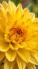 Close-up of a vibrant yellow dahlia